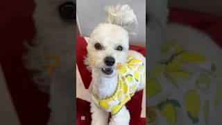 3단변신 요랬는데~ 요랬다가~ 요래됐습니당🫶 #귀여운강아지 #adorable #cutedog #강아지일상 #dogshorts @하이배추tv