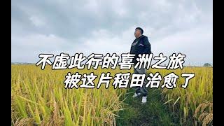 有种治愈叫作喜洲的稻田～【一个人的旅行03】喜洲古镇｜大理旅行｜中国旅行vlog