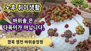 노후 취미생활 이것으로 휘명빌리지 바위솔 정원 경북영천