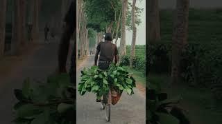 Daily life in Sreemangal #shorts #nature #sreemangal #love #video #beautiful