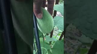 #container gardening #epic gardening #homestead