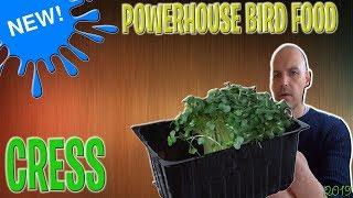 BEST FOOD FOR PET BIRDS ! BIRD care 2019 | CRESS A POWERHOUSE OF A  MEAL FOR BIRDS !