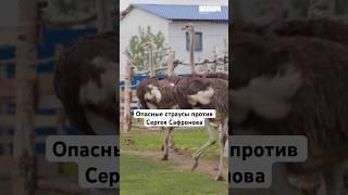 Страусы против Сергея Сафронова #ключ #shorts #профессии #саморазвитие #шоу