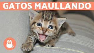 Los mejores MAULLIDOS de GATOS  ¡Gatos MAULLANDO mucho y fuerte! 