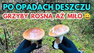 PO OPADACH DESZCZU GRZYBY ROSNĄ AŻ MIŁO  #mushroom #pov #grzyby