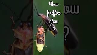 The Magical Science of Firefly Glow