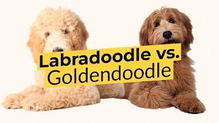 Labradoodle vs. Goldendoodle  Breed Comparison   2023 