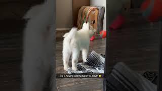Enzo The Samoyed