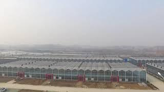 Venlo glass greenhouse from China-  Ms. Teresa from Rainbow Modern Agriculture   +8615269660106