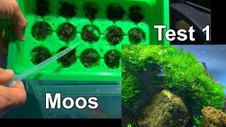 Moos mehr Moos Growing Moos Anzucht von Moosen der erste Test zur Vermehrung von Moosteppich