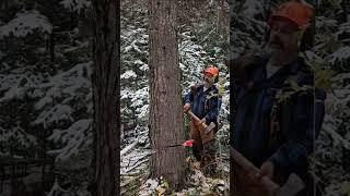4 Pounder. #chainsawman #precisiontreefelling #shorts #shortvideo #tree