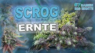 Scrog Grow Ernte  (Living Soil) Anbau für Anfänger