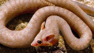 20 Hybrid Animals Created By Scientists You Won’t Believe Exist