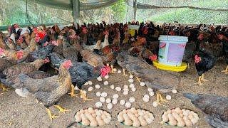 FULL VIDEO: 130 days of raising chickens, collecting eggs and selling chickens