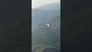 Movements over the Mediterranean #shorts #paragliding #extreme