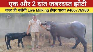 एक और 2 दांत जबरदस्त झोटी। ईश्वर यादव,Rudra choudhary dairy farm,Dairy farm,buffalo,pashupalak manch