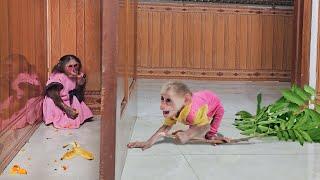 Belly laugh Monkey Su stalked caught Mimi stealing dog food