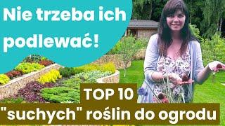 Lista roślin (10) do ogrodu na stanowisko słoneczne, suche. Nie wymagające częstego podlewania