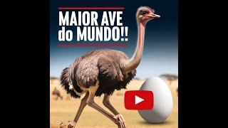 MAIOR AVE DO MUNDO