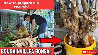 How to Prepare and Plant Big Bougainvillea Bonsai?