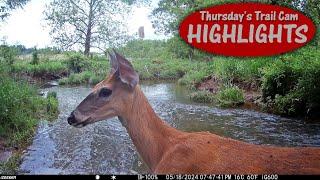 Wildlife WARNING High Water Ahead: Thursday's Trail Cam Highlights 9.12.24