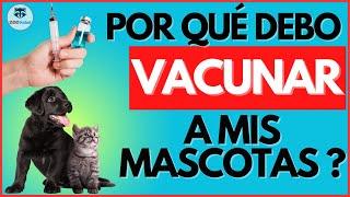 QUE VACUNAS debe de tener mi MASCOTA?