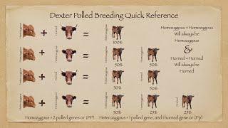 Will My Dexter Calf Be Horned Or Polled