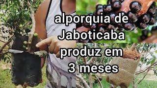 Alporquia de Jaboticaba produz em 3 meses