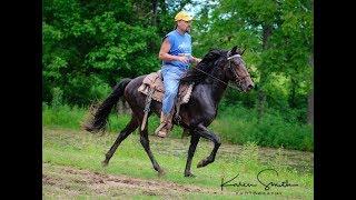 2 Year Old Racking Stallion In Training Owned By Client