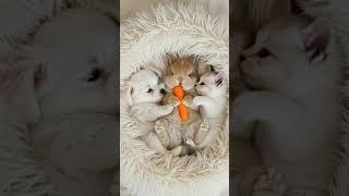 Curious Kitten and Puppy Watch Bunny Eat