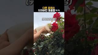 다른 종족이 되어버린 동물들 #동물 #강아지 #고양이