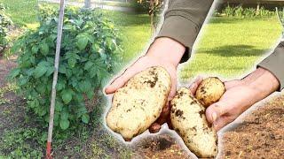 POTATO TOWER HARVEST And It's NOT What You Think!  Knocking over our Potato Towers