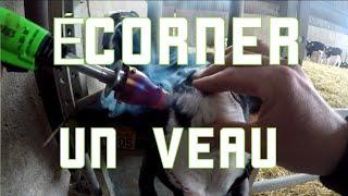 Ecorner un veau