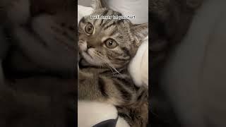 A promise to my cat #cat #catshorts #catlovers #cutecats #cutiecats #pets #dailycat