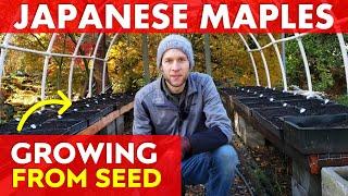 Grow Japanese Maple Trees from Seed the EASY WAY + Greenhouse Update