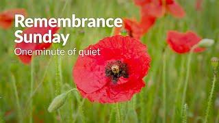 Remembrance Sunday | One minute of quiet in a poppy field | 4K