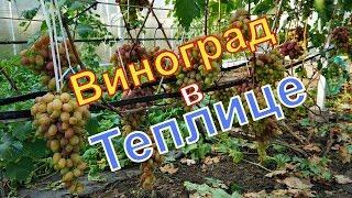 Виноград. Первый урожай в новой  теплице  .