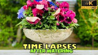 TIME LAPSE PANSY AFTER WATERING #FOUNTAINS IDEAS /MY HOME GARDEN DESIGN #FLOWERS IDEAS #DECORATION