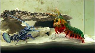 Giant Mantis Shrimp VS Saltwater Blue Lobster