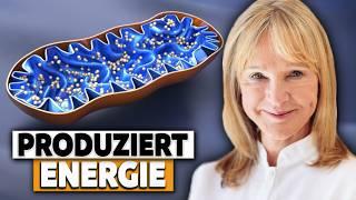 Mehr Energie: Energiekraftwerke der Zellen richtig füttern (Mitochondrien)