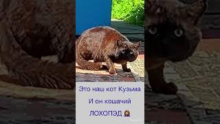 КОТ ЛОХОПЕД ‍️ #Shorts