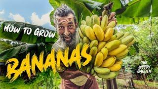 HOW TO GROW BANANAS