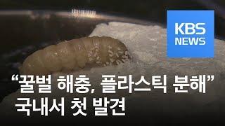 “꿀벌 해충이 플라스틱 분해”…국내 연구진 첫 발견 / KBS뉴스(News)