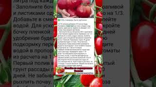 Как вырастить крупные томаты