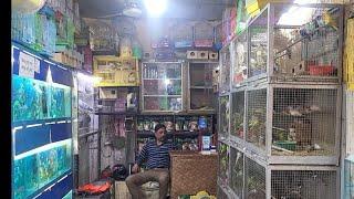 Cheapest pet shop in Delhi (seemapuri) ||  cheapest birds, cat, cages || #petsaddicted