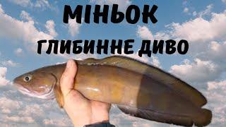 Міньок (Phycis blennoides): цікаві факти про рибу Чорного моря