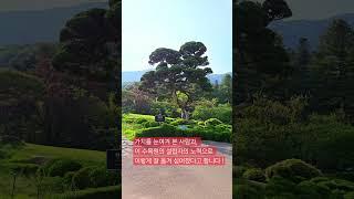 천년향 Millennium Juniper 아침고요를 상징하는 향나무 #koreatravel