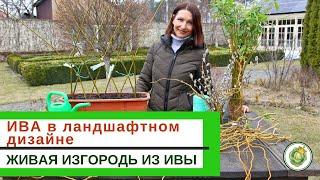ИВА в ландшафтном дизайне//виды и сорта  ивы//живая изгородь из ивы -  МК