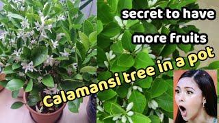 How to grow calamansi tree in a pot /lots of fruits, even if it's just a small tree.