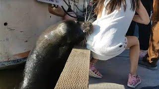 Sea Lion drags a little girl into the water